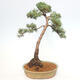 Vonkajšie bonsai - Juniperus chinensis Kishu -Jalovec čínsky - 3/5