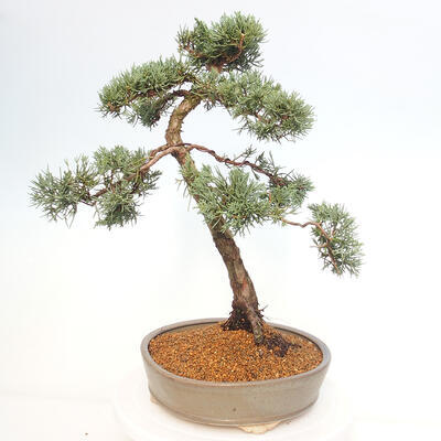 Vonkajšie bonsai - Juniperus chinensis Kishu -Jalovec čínsky - 3