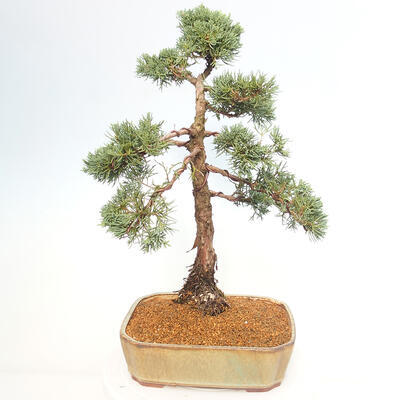 Vonkajšie bonsai - Juniperus chinensis Kishu -Jalovec čínsky - 3