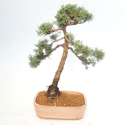 Vonkajšie bonsai - Juniperus chinensis Kishu -Jalovec čínsky - 3