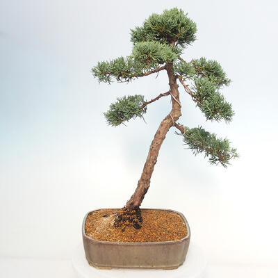 Vonkajšie bonsai - Juniperus chinensis Kishu -Jalovec čínsky - 3