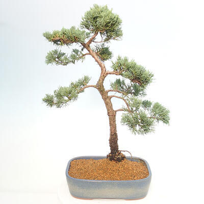 Vonkajšie bonsai - Juniperus chinensis Kishu -Jalovec čínsky - 3