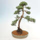 Vonkajšie bonsai - Juniperus chinensis Kishu -Jalovec čínsky - 3/5