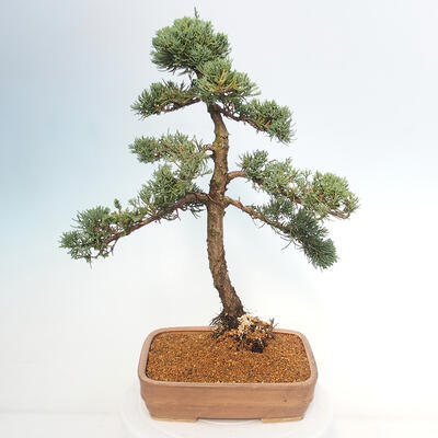 Vonkajšie bonsai - Juniperus chinensis Kishu -Jalovec čínsky - 3