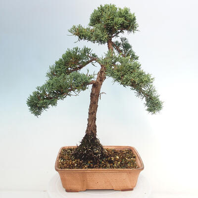 Vonkajšie bonsai - Juniperus chinensis Kishu -Jalovec čínsky - 3