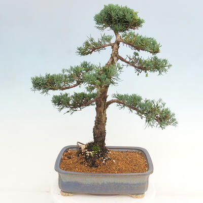 Vonkajšie bonsai - Juniperus chinensis Kishu -Jalovec čínsky - 3