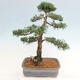 Vonkajšie bonsai - Juniperus chinensis Kishu -Jalovec čínsky - 3/5