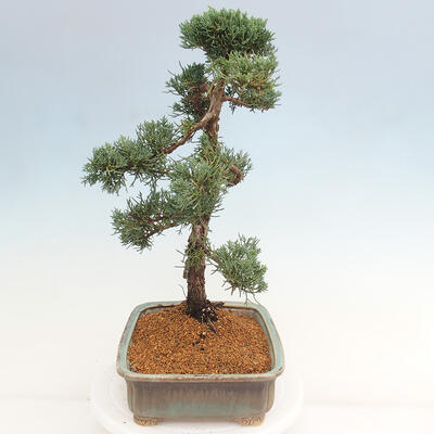 Vonkajšie bonsai - Juniperus chinensis Kishu -Jalovec čínsky - 3