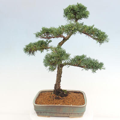 Vonkajšie bonsai - Juniperus chinensis Kishu -Jalovec čínsky - 3