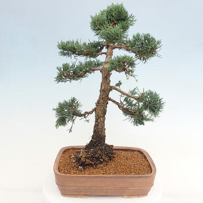 Vonkajšie bonsai - Juniperus chinensis Kishu -Jalovec čínsky - 3