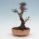 Vonkajšie bonsai - Zelkova - Zelkova Nirom - 3/5