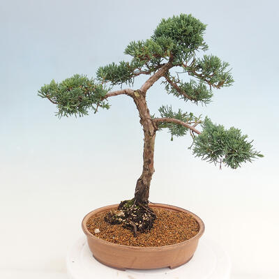 Vonkajšie bonsai - Juniperus chinensis Kishu -Jalovec čínsky - 3