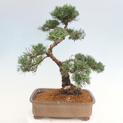 Vonkajšie bonsai - Juniperus chinensis Kishu -Jalovec čínsky - 3