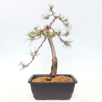 Vonkajšie bonsai - Pinus Sylvestris - Borovica lesná - 3