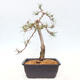 Vonkajšie bonsai - Pinus Sylvestris - Borovica lesná - 3/4