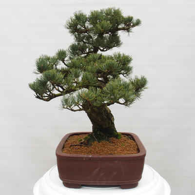 Vonkajšie bonsai - Pinus parviflora - Borovica drobnokvetá - 3