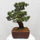 Vonkajšie bonsai - Pinus parviflora - Borovica drobnokvetá - 3/5