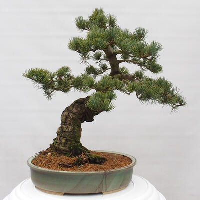 Vonkajšie bonsai - Pinus parviflora - Borovica drobnokvetá - 3