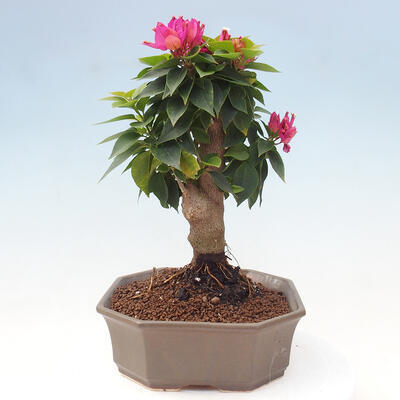 Izbová bonsai - Bouganwilea - 3