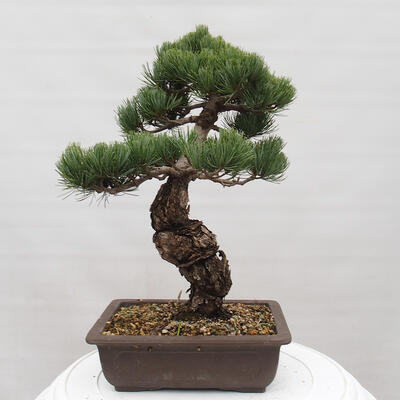 Vonkajšie bonsai - Pinus parviflora - Borovica drobnokvetá - 3