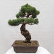 Vonkajšie bonsai - Pinus parviflora - Borovica drobnokvetá - 3/5