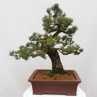 Vonkajšie bonsai - Pinus parviflora - Borovica drobnokvetá - 3