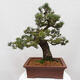 Vonkajšie bonsai - Pinus parviflora - Borovica drobnokvetá - 3/5