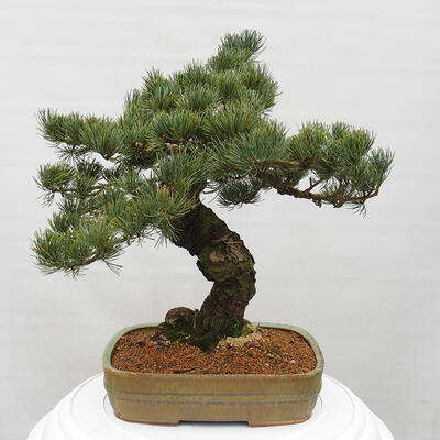 Vonkajšie bonsai - Pinus parviflora - Borovica drobnokvetá - 3