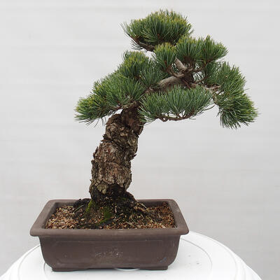 Vonkajšie bonsai - Pinus parviflora - Borovica drobnokvetá - 3