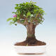 Izbová bonsai - Bouganwilea - 3/6