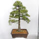 Vonkajšie bonsai - Pinus parviflora - Borovica drobnokvetá - 3/5