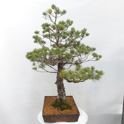 Vonkajšie bonsai - Pinus parviflora - Borovica drobnokvetá - 3