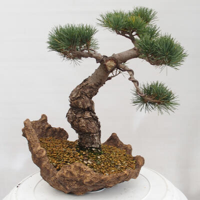 Vonkajšie bonsai - Pinus parviflora - Borovica drobnokvetá - 3