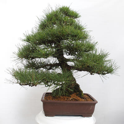 Vonkajšie bonsai - Pinus thunbergii - Borovica thunbergova - 3