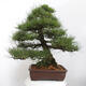 Vonkajšie bonsai - Pinus thunbergii - Borovica thunbergova - 3/6