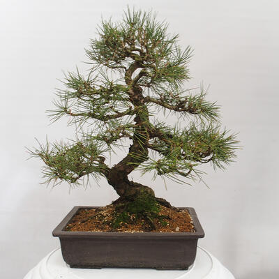 Vonkajšie bonsai - Pinus thunbergii - Borovica thunbergova - 3