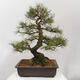 Vonkajšie bonsai - Pinus thunbergii - Borovica thunbergova - 3/5