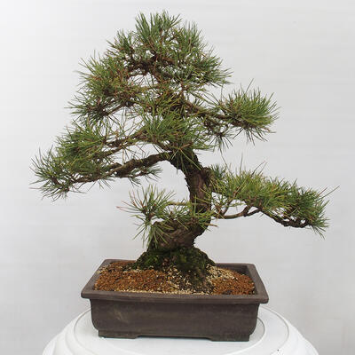 Vonkajšie bonsai - Pinus thunbergii - Borovica thunbergova - 3