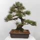 Vonkajšie bonsai - Pinus thunbergii - Borovica thunbergova - 3/5