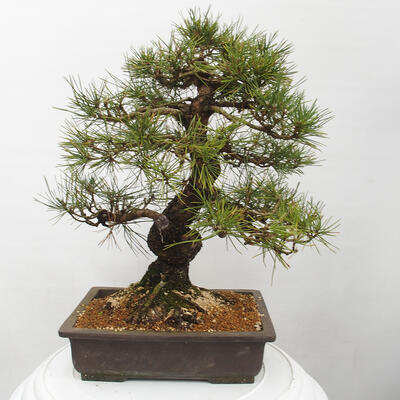 Vonkajšie bonsai - Pinus thunbergii - Borovica thunbergova - 3