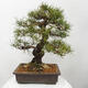 Vonkajšie bonsai - Pinus thunbergii - Borovica thunbergova - 3/5