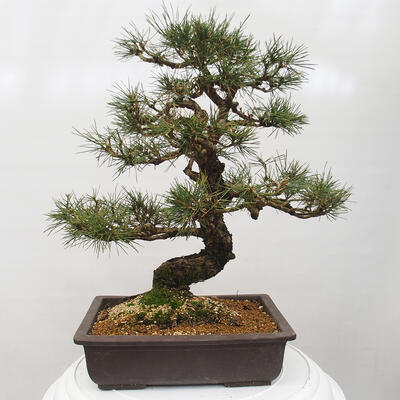 Vonkajšie bonsai - Pinus thunbergii - Borovica thunbergova - 3