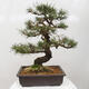 Vonkajšie bonsai - Pinus thunbergii - Borovica thunbergova - 3/5