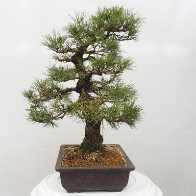 Vonkajšie bonsai - Pinus thunbergii - Borovica thunbergova - 3