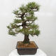 Vonkajšie bonsai - Pinus thunbergii - Borovica thunbergova - 3/5