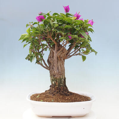 Izbová bonsai - Bouganwilea - 3