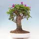 Izbová bonsai - Bouganwilea - 3/6