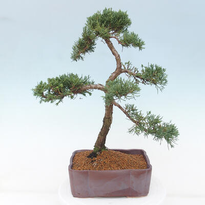 Vonkajšie bonsai - Juniperus chinensis Kishu -Jalovec čínsky - 3