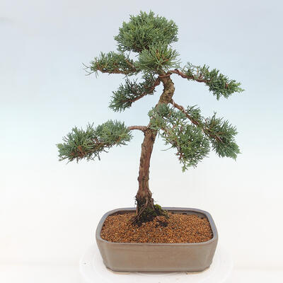 Vonkajšie bonsai - Juniperus chinensis Kishu -Jalovec čínsky - 3