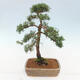 Vonkajšie bonsai - Juniperus chinensis Kishu -Jalovec čínsky - 3/5